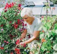 Owner working on the village allotment