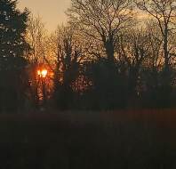 Red setting sun behind trees