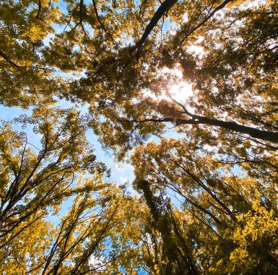 View onto the top of the trees on a sunny day