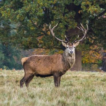 Deer with beautiful antlers facing the camera